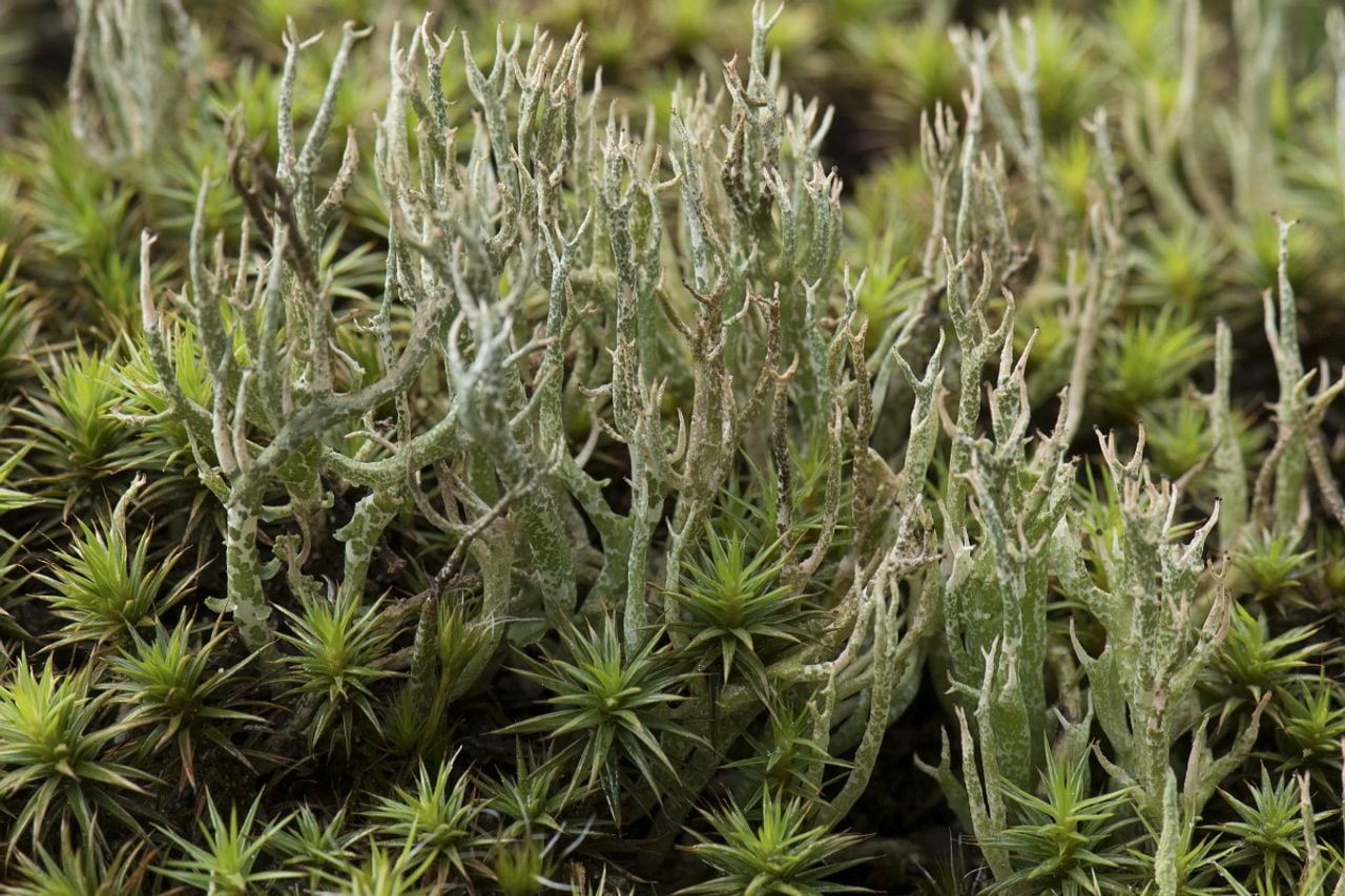 Gevorkt heidestaartje (foto: Saxifraga Willem van Kruijsbergen).