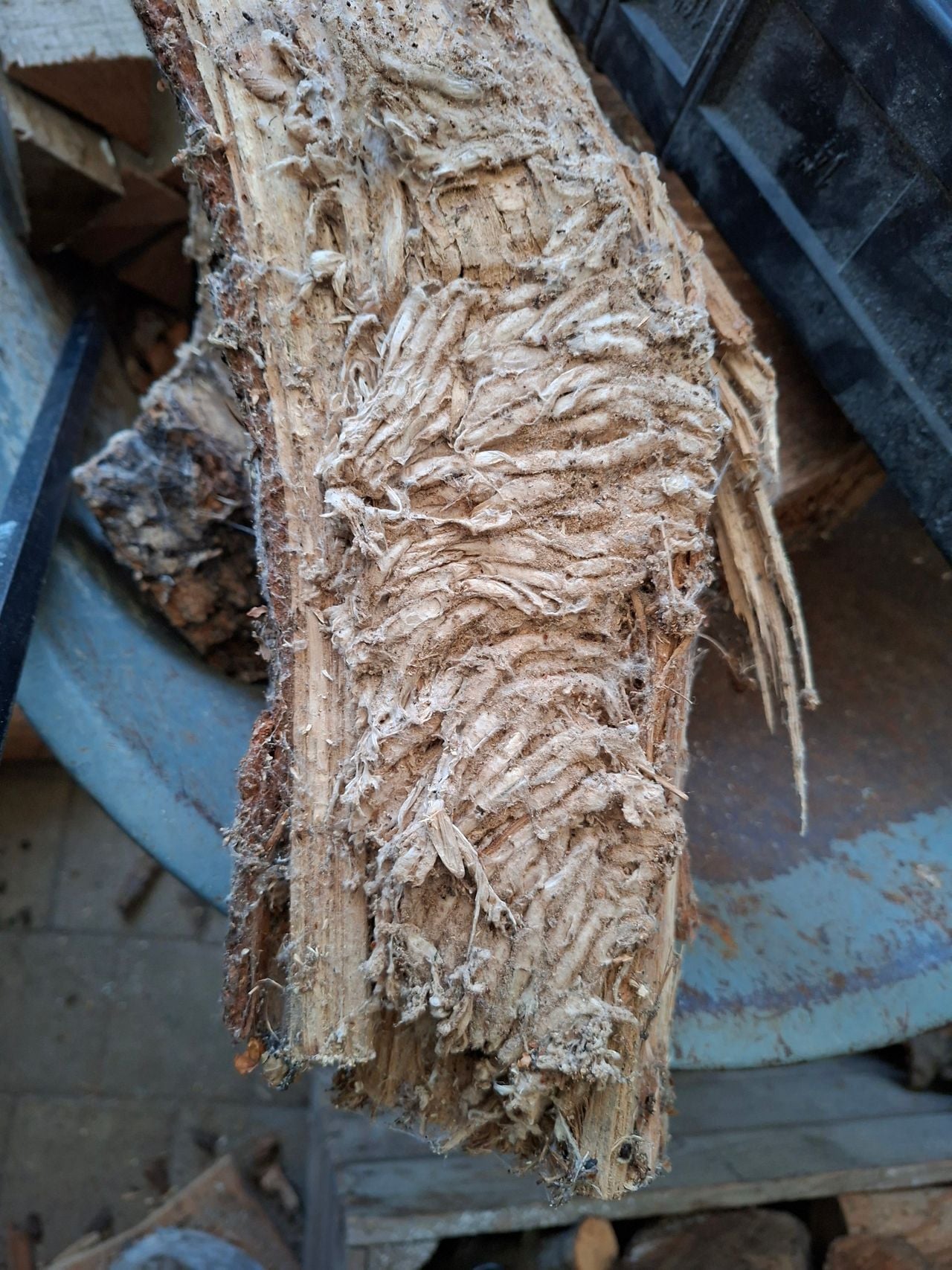 Iets vreemds in het houthok (foto: Mario Ketels).