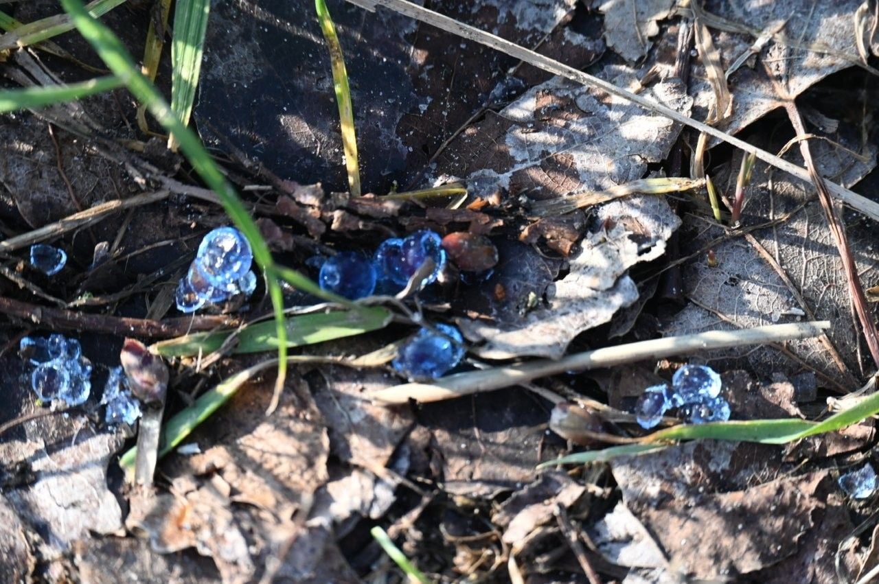 Watergelparels (foto: Fransje van Kempen).