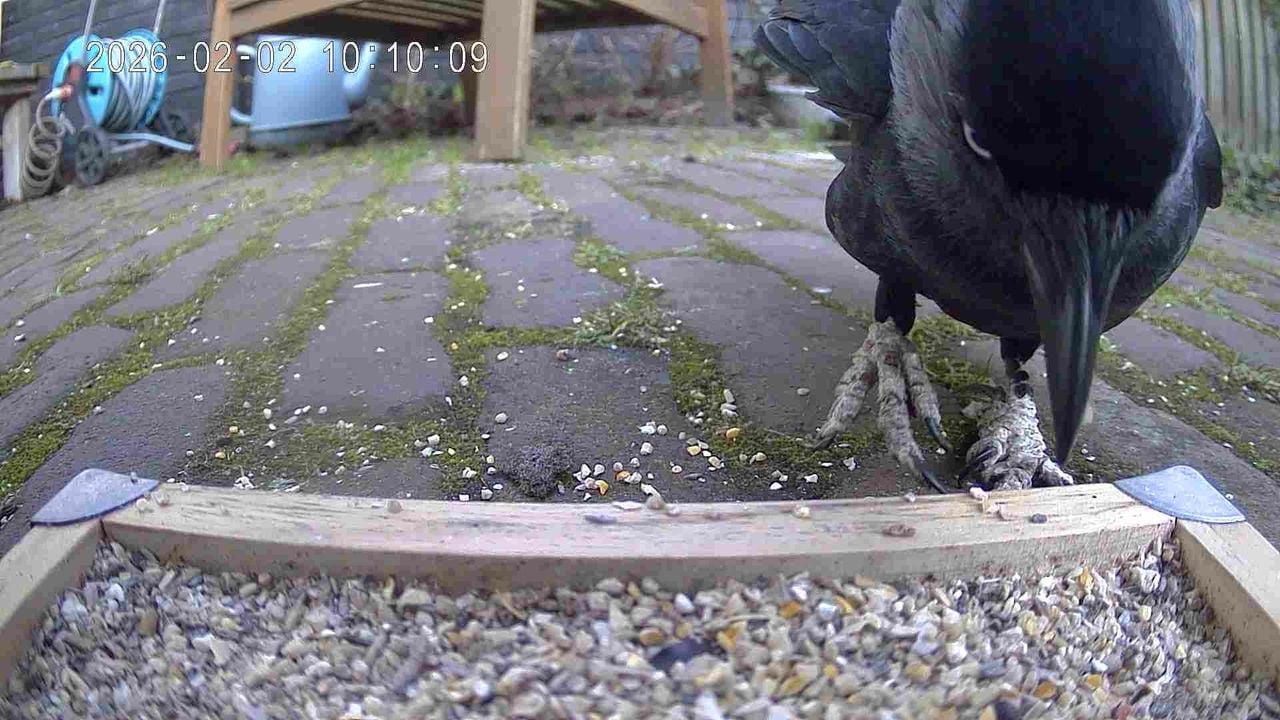 Een kauw met opgezwollen poten (foto: Geesje Vugts).