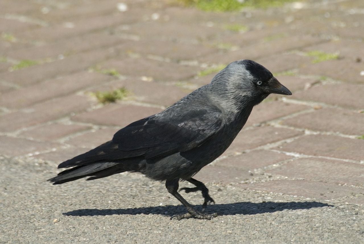 Een kauw met gezonde poten (foto: Saxifraga Jan van der Straaten).