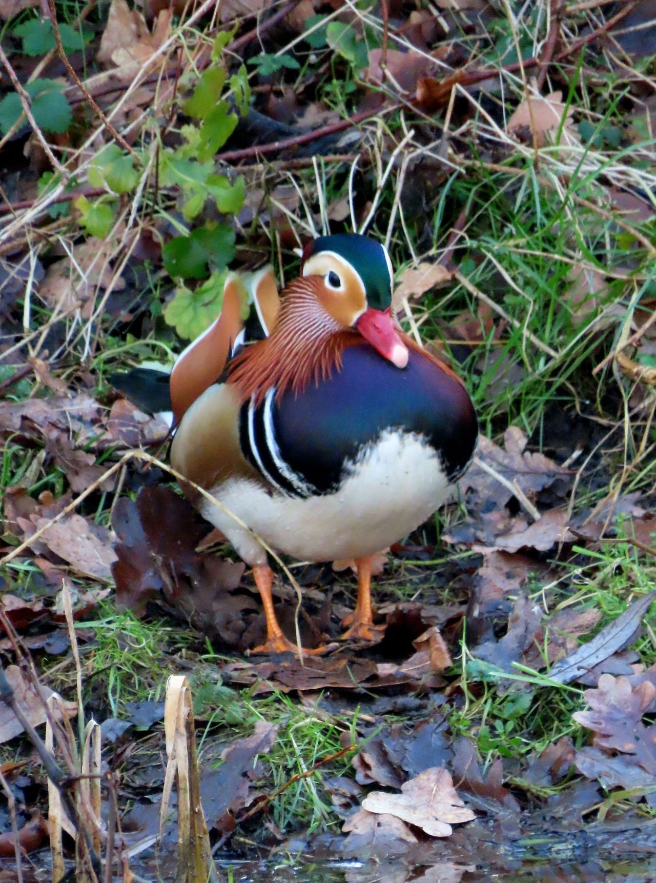 Een mandarijneend (foto: Patricia Smulders).