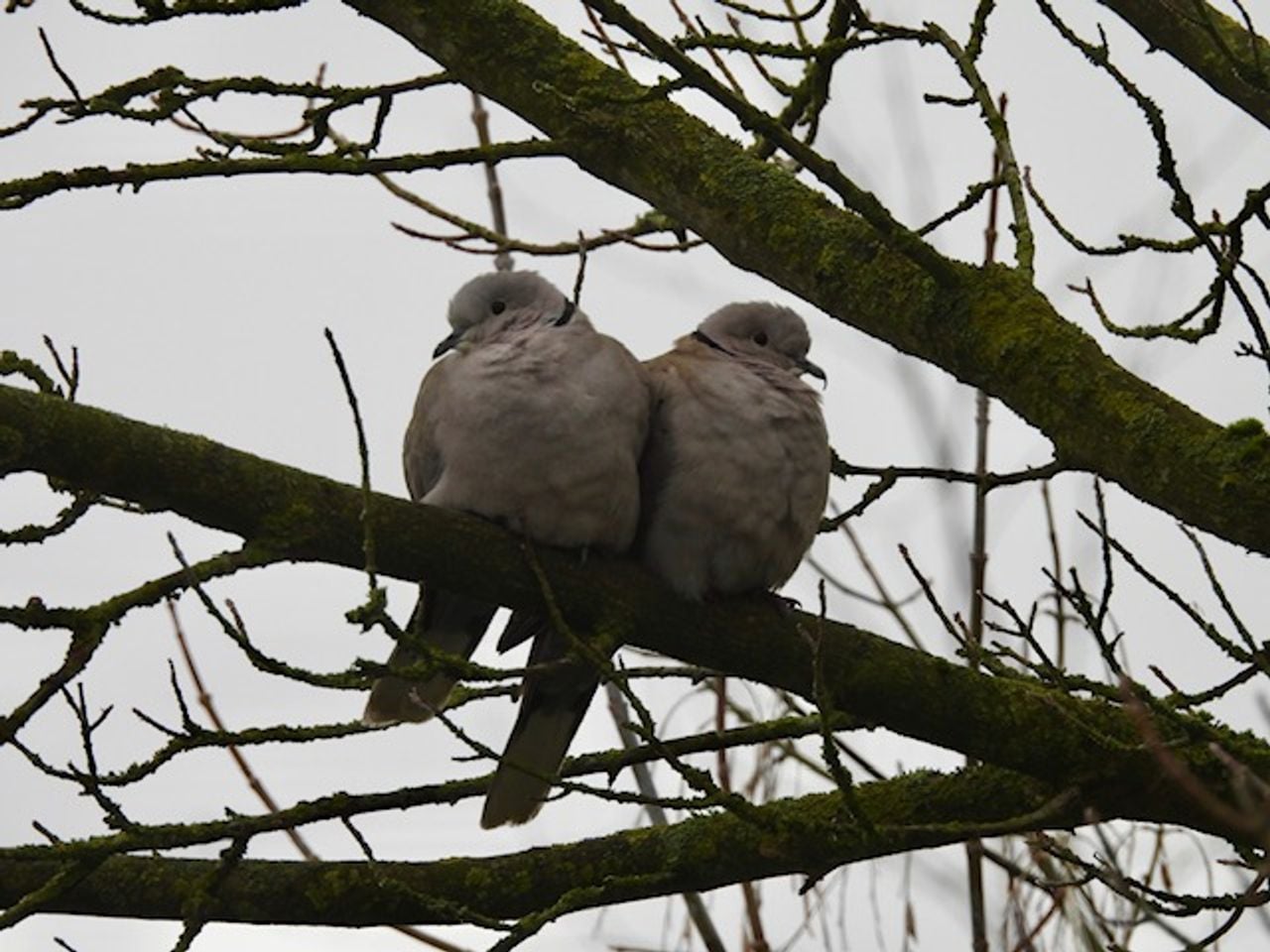 Een Turkse tortel met vreemde snavel (foto: Rosemarie de Wit).