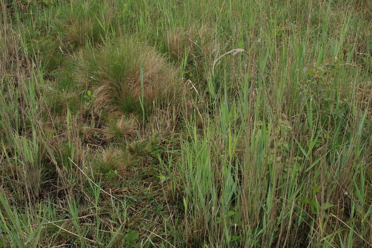 Borstelgras (foto: Saxifraga Hans Boll).