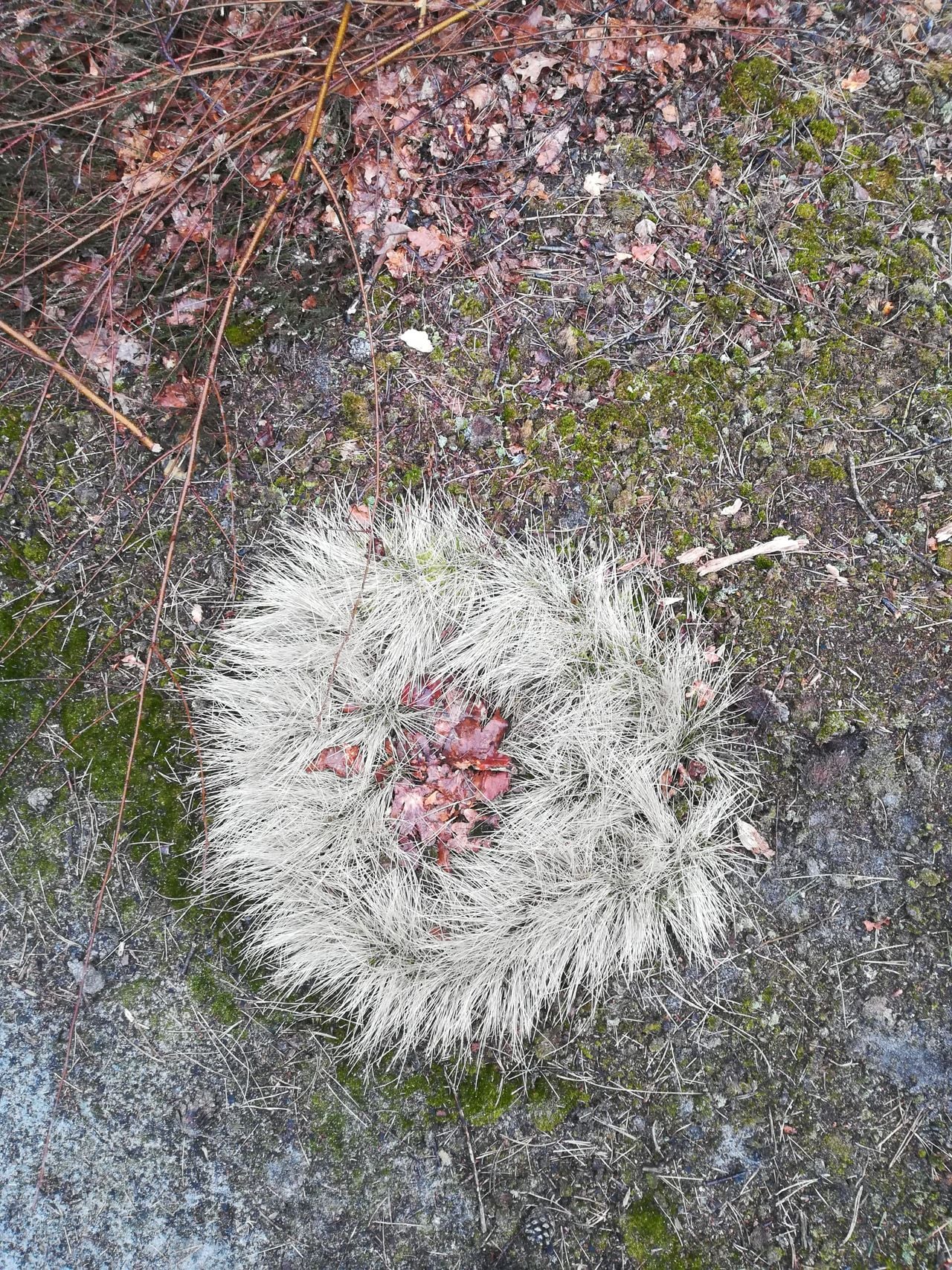 Afgestorven borstelgras (foto: Dolly Moonen).
