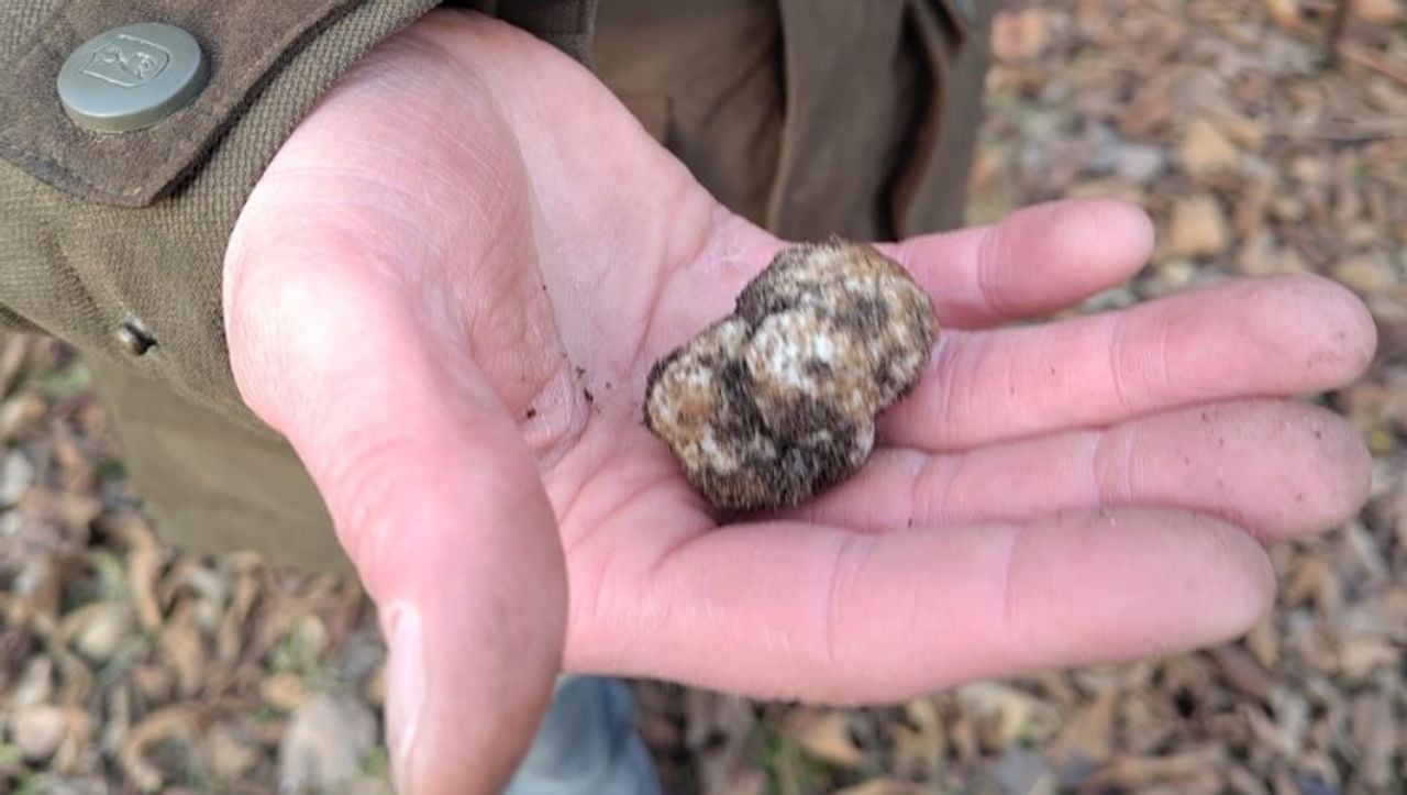 De gevonden truffel in Loosbroek. (Foto: DTV Nieuws.)