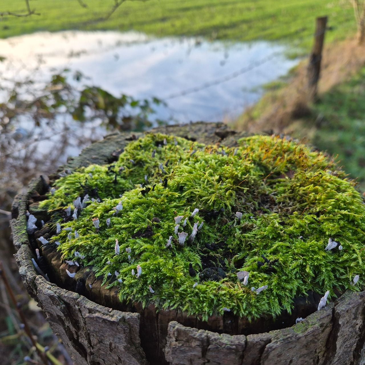 Vruchtlichamen van de geweizam (foto: Maria Moonen).