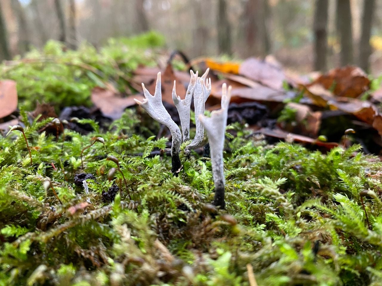 Vruchtlichamen van de geweizwam van dichtbij (foto: Frans Kapteijns).