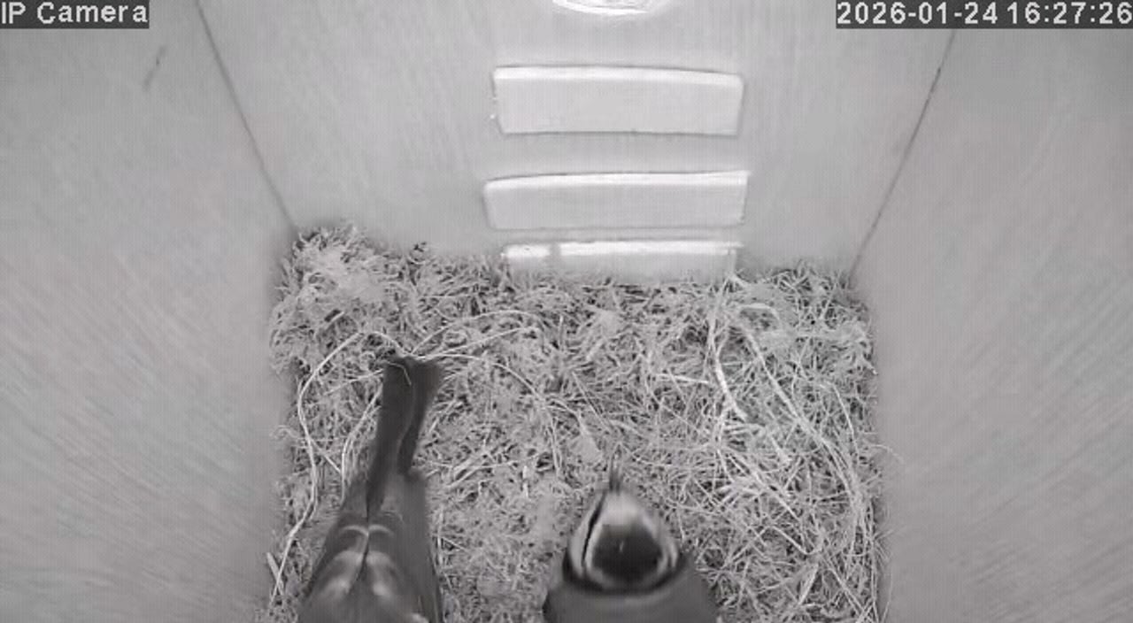 Het is een pimpelmees, soms zelfs twee (foto: Marielle Schelling).