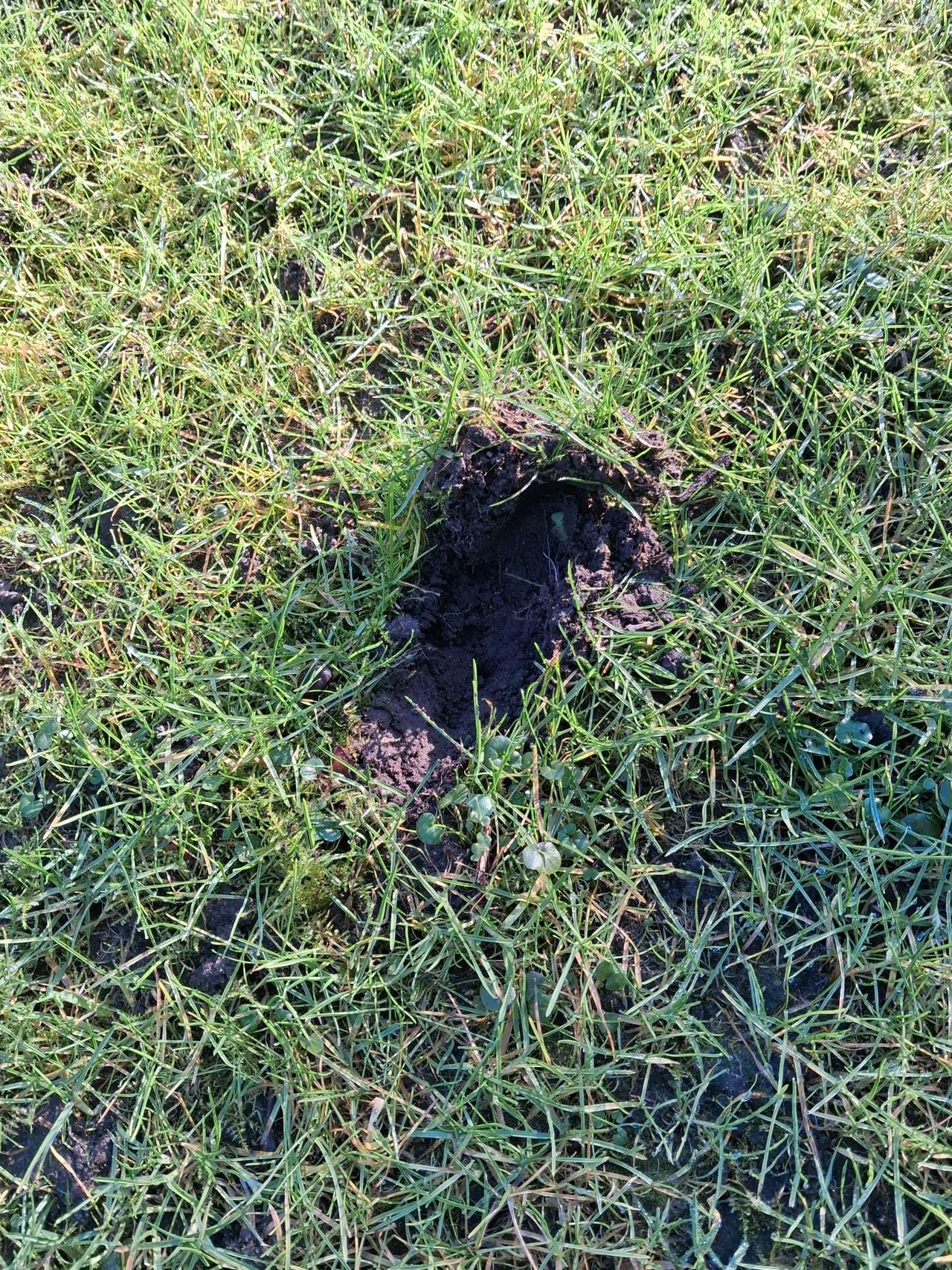 Putje in het gazon door een das (foto: MAM Bergman).