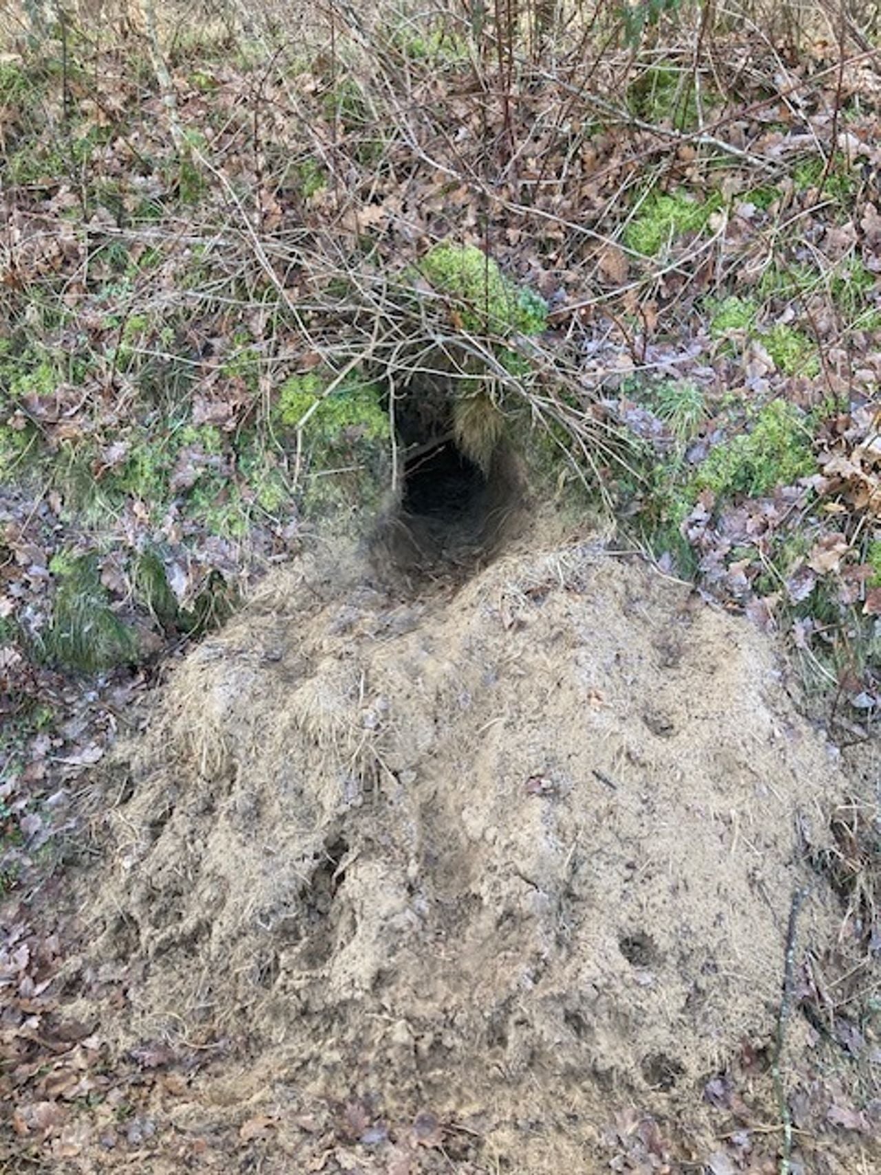 Ingang van een hol van een konijn (foto: Peter van Rossum).