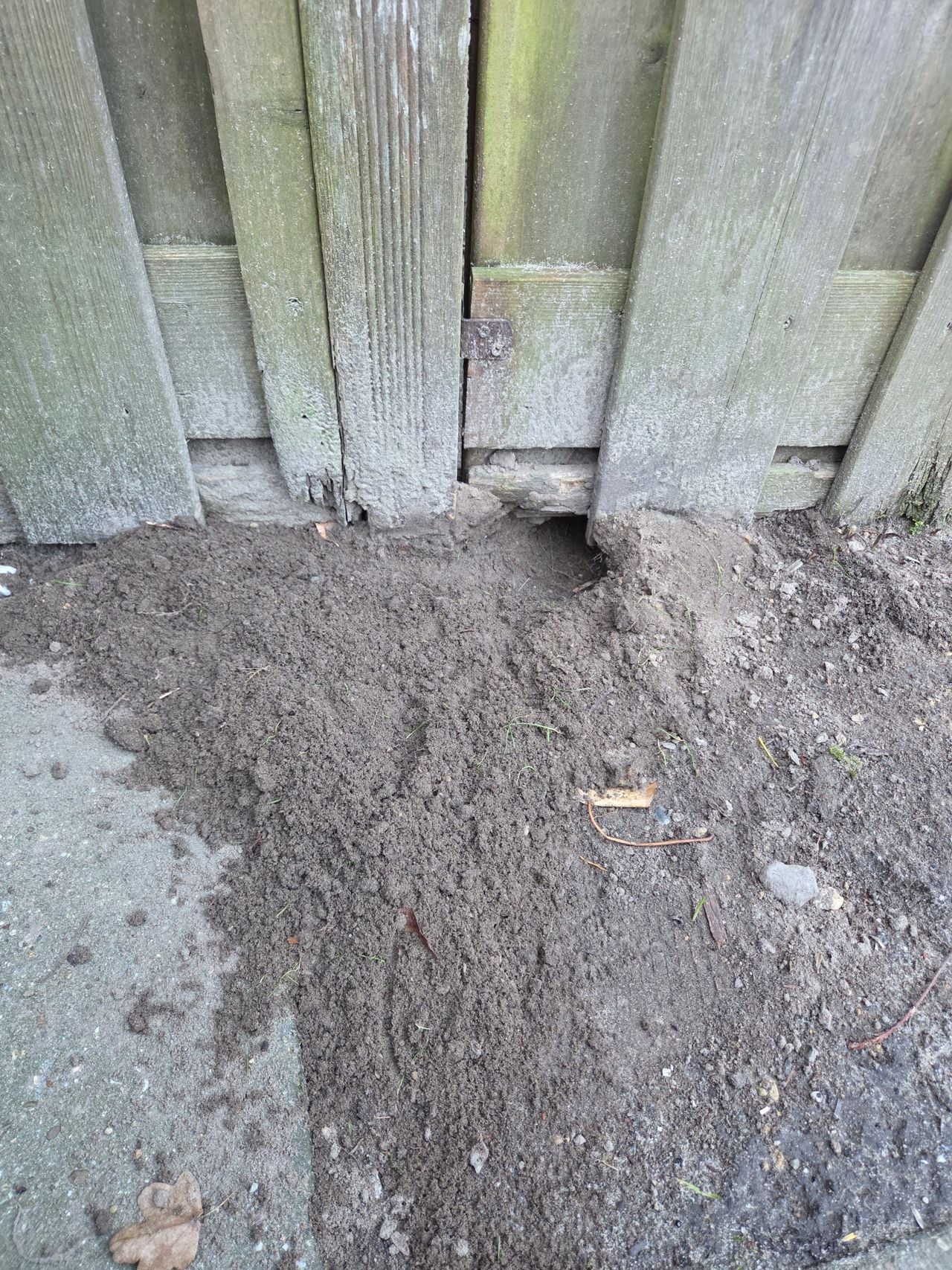 Mogelijke ingang van een hol van een bunzing (foto: Jan Gilsing).