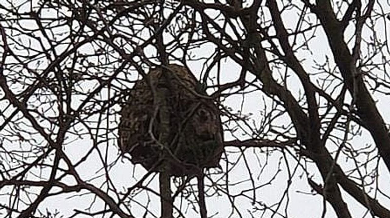 Een nest van de Aziatische hoornaar met zij-ingang (foto: Lennert Brokx).
