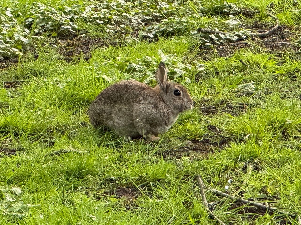 Een wild konijn (foto: Frans Kapteijns).