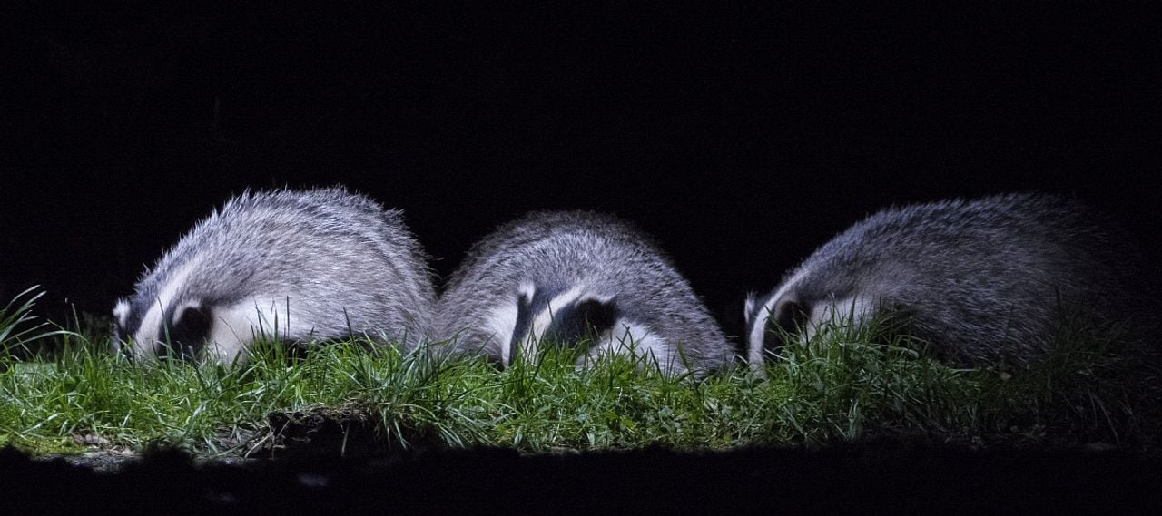 Dassen in een grasland (foto: Saxifraga/Theo Verstrael).