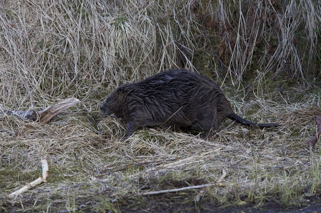Een bever (foto: Saxifraga/Luc Hoogenstein).