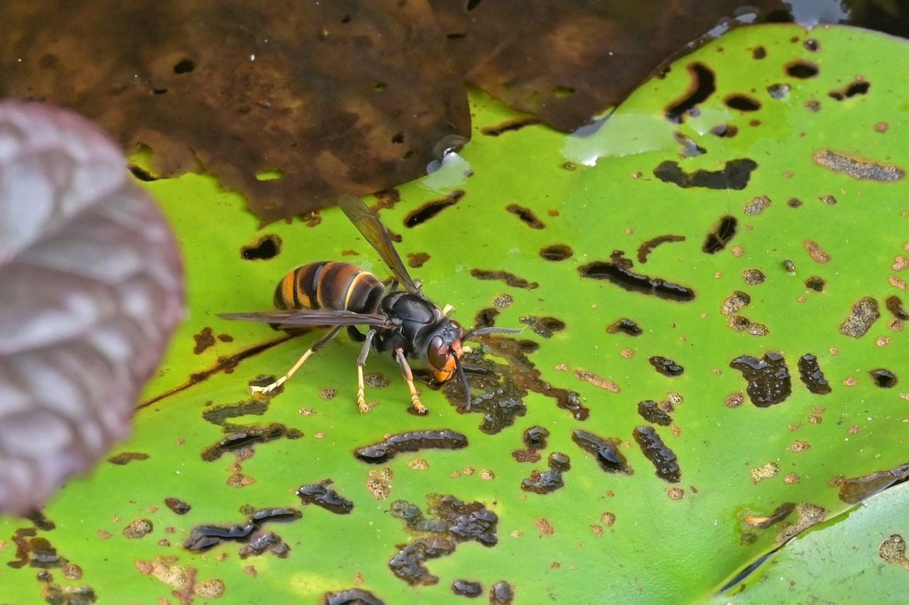 Een Aziatische hoornaar (foto: Saxifraga/Tom Heijnen).