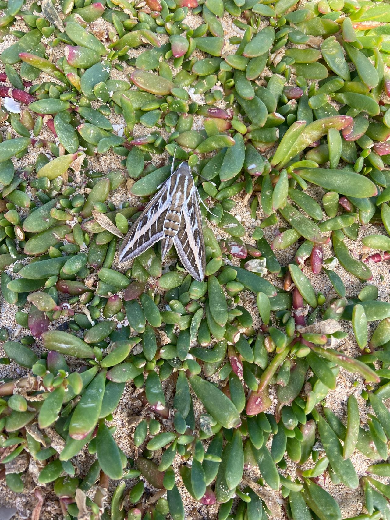 Een gestreepte pijlstaart (foto: Cora Poot).