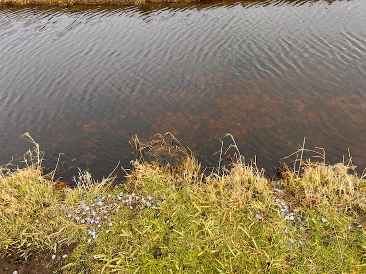 Veel schelpen (foto: Freek van der Heijden).
