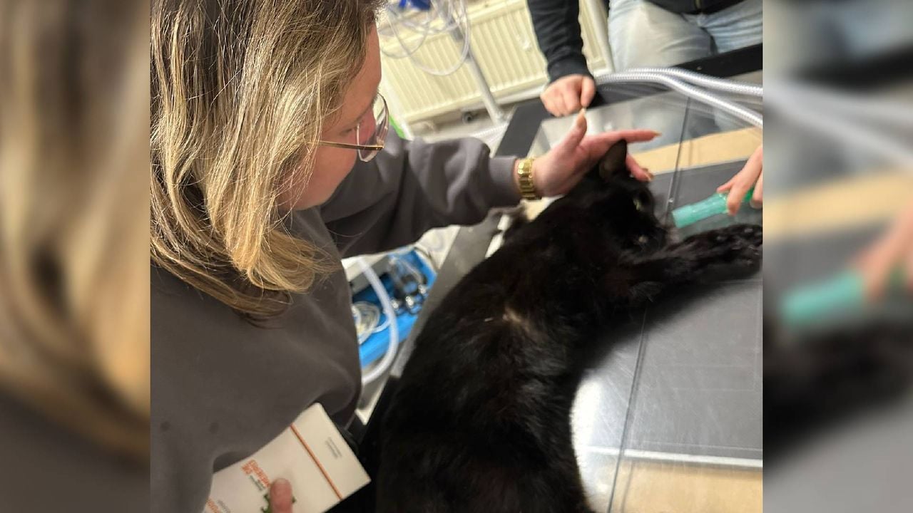 De partner van Han aait over het bolletje van Mila bij de dierenarts (Foto: Privéarchief.)