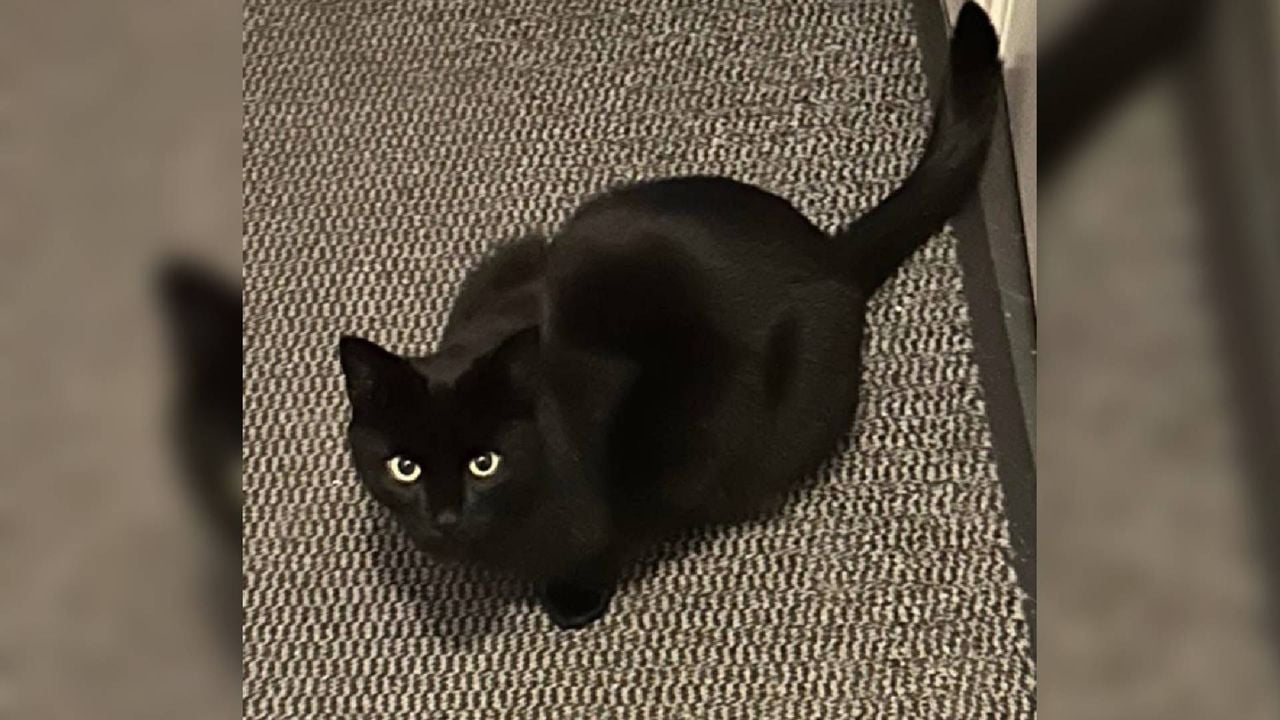 Kater Mila. (Foto: Privéarchief.)