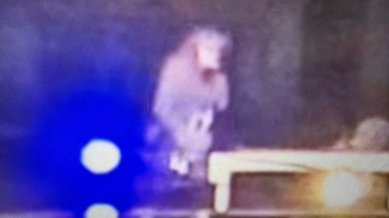 Wasbeer steelt trompet van president Stichting Carnavals Viering Oss na afloop van het Dweilen in het Park (foto: café Bellevue).