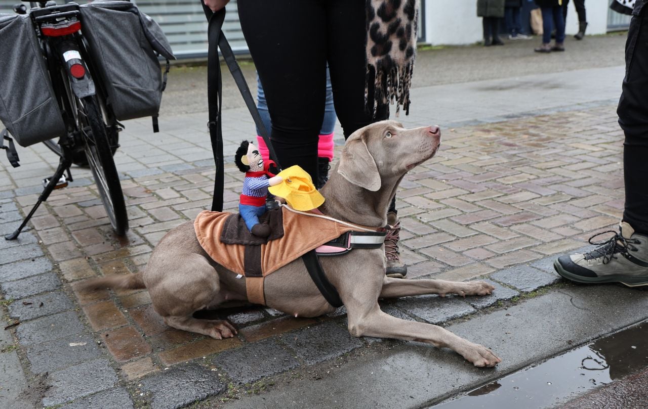 De rodeohond (foto: Karin Kamp).