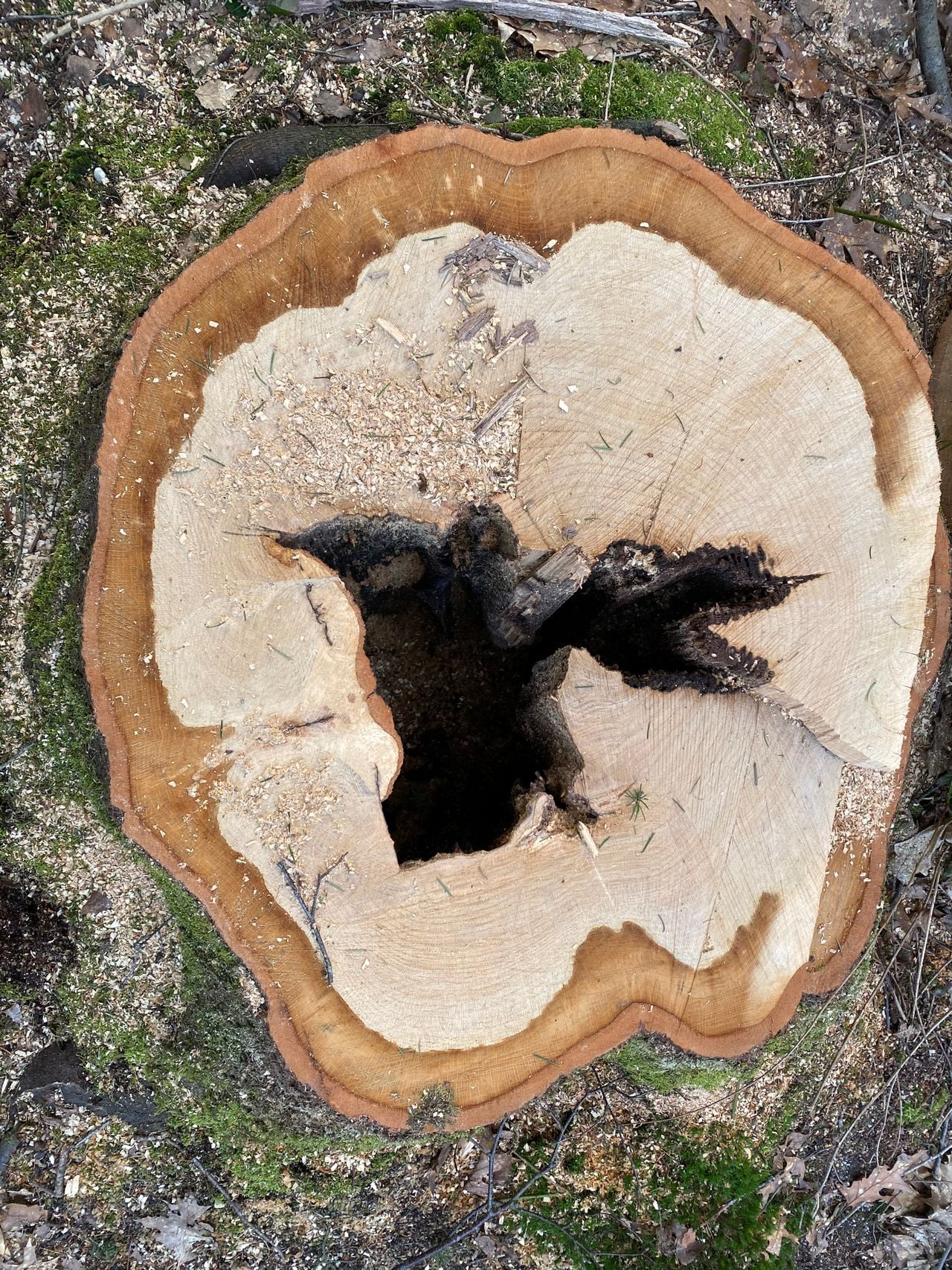 Een draakje (foto: Frans Kapteijns).