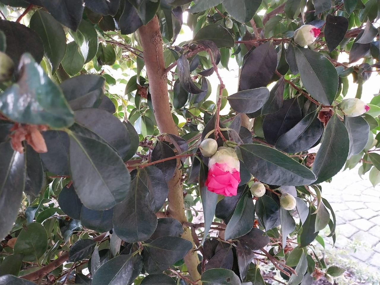 Camalia in januari al in bloei (foto: Don van Dongen).