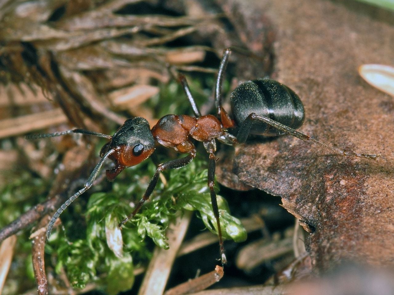 Een kale rode bosmier (foto: Saxifraga/Ab H. Baas).