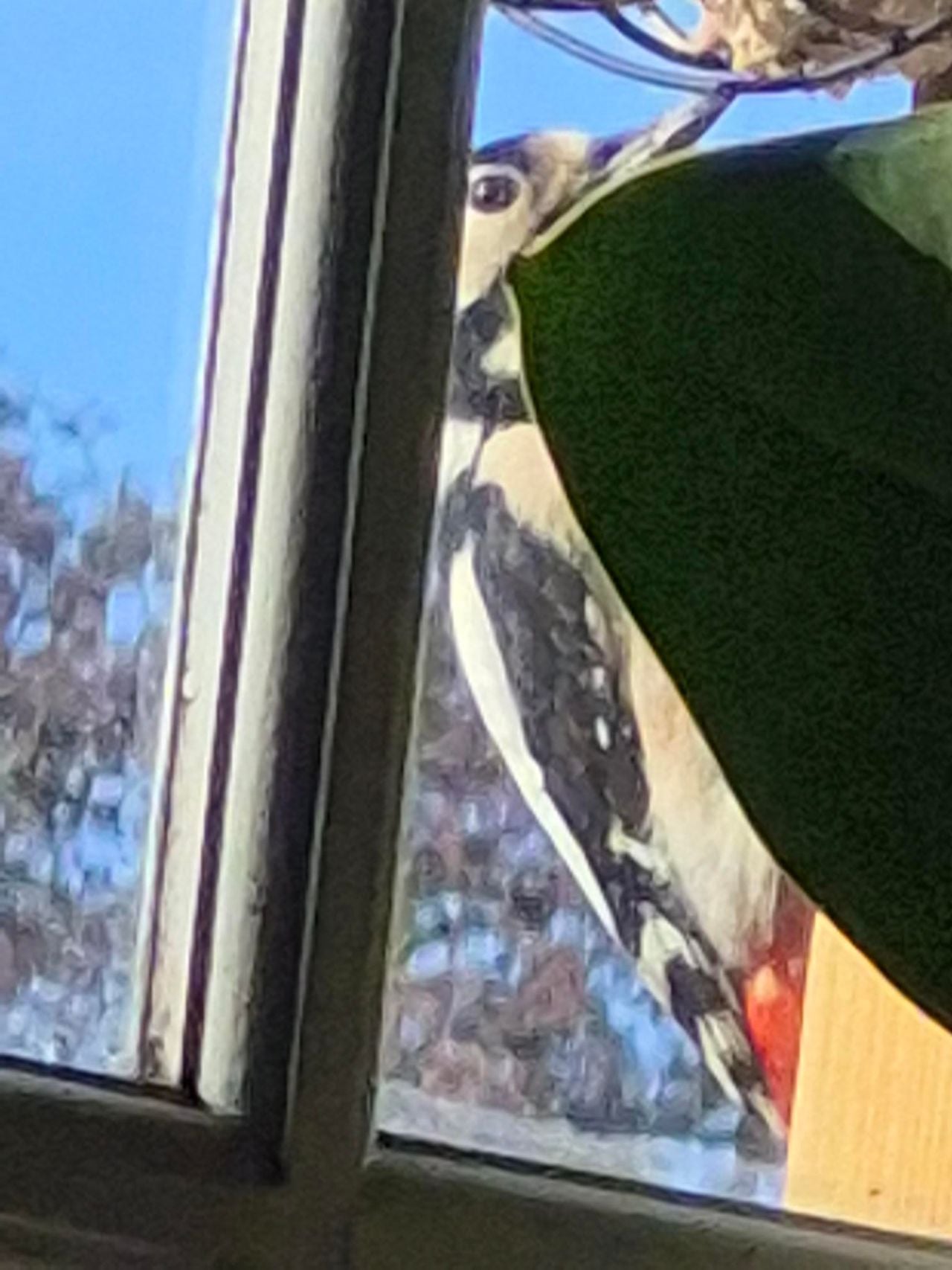 Een grote bonte specht eet van een vetbol (foto: Marco Pruissen).