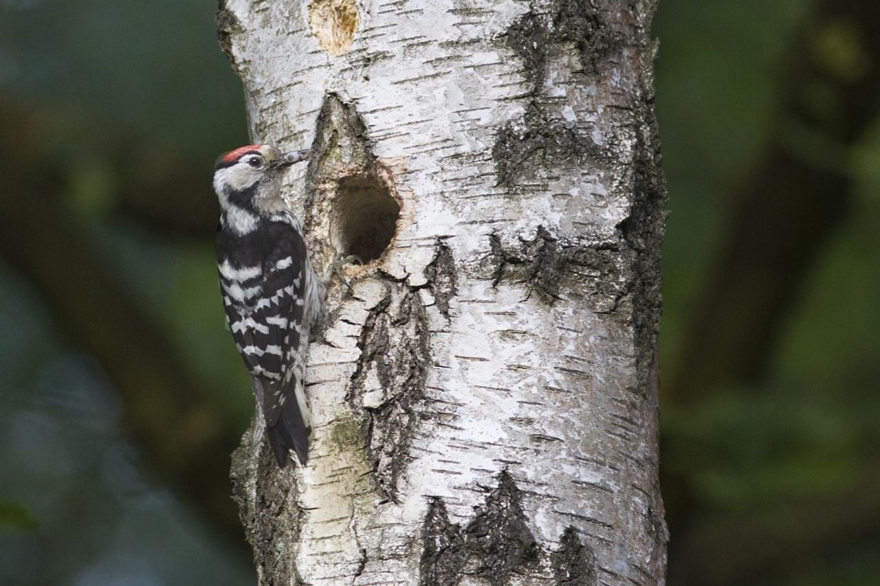 Een kleine bonte specht (foto: Saxifraga/Mark Zekhuis).