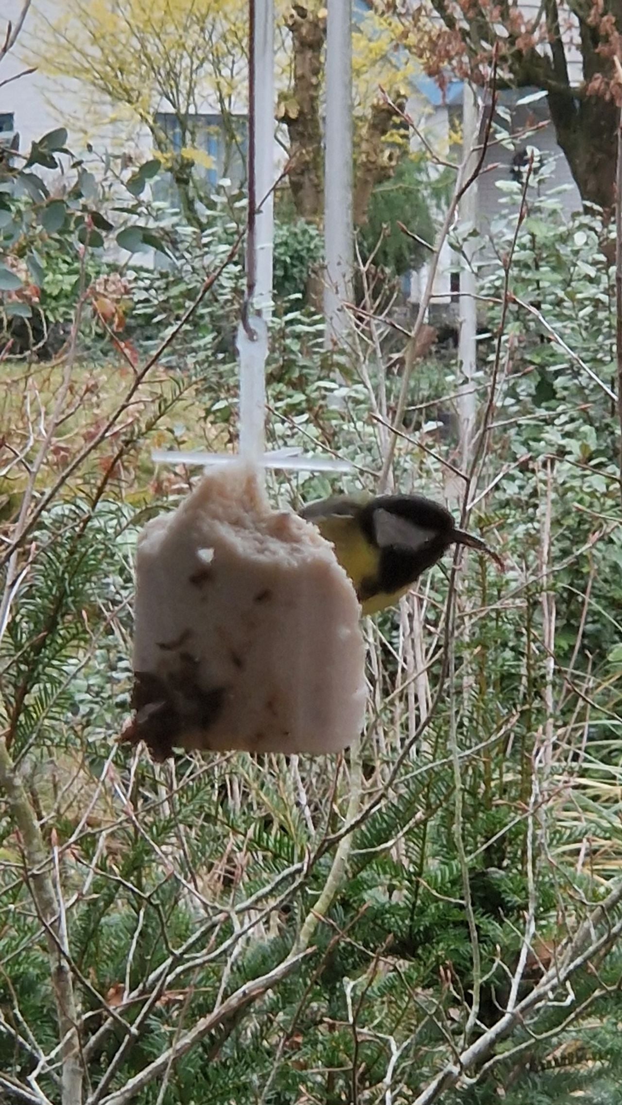 Een koolmees met een vreemde snavel (foto: Inge Arts).