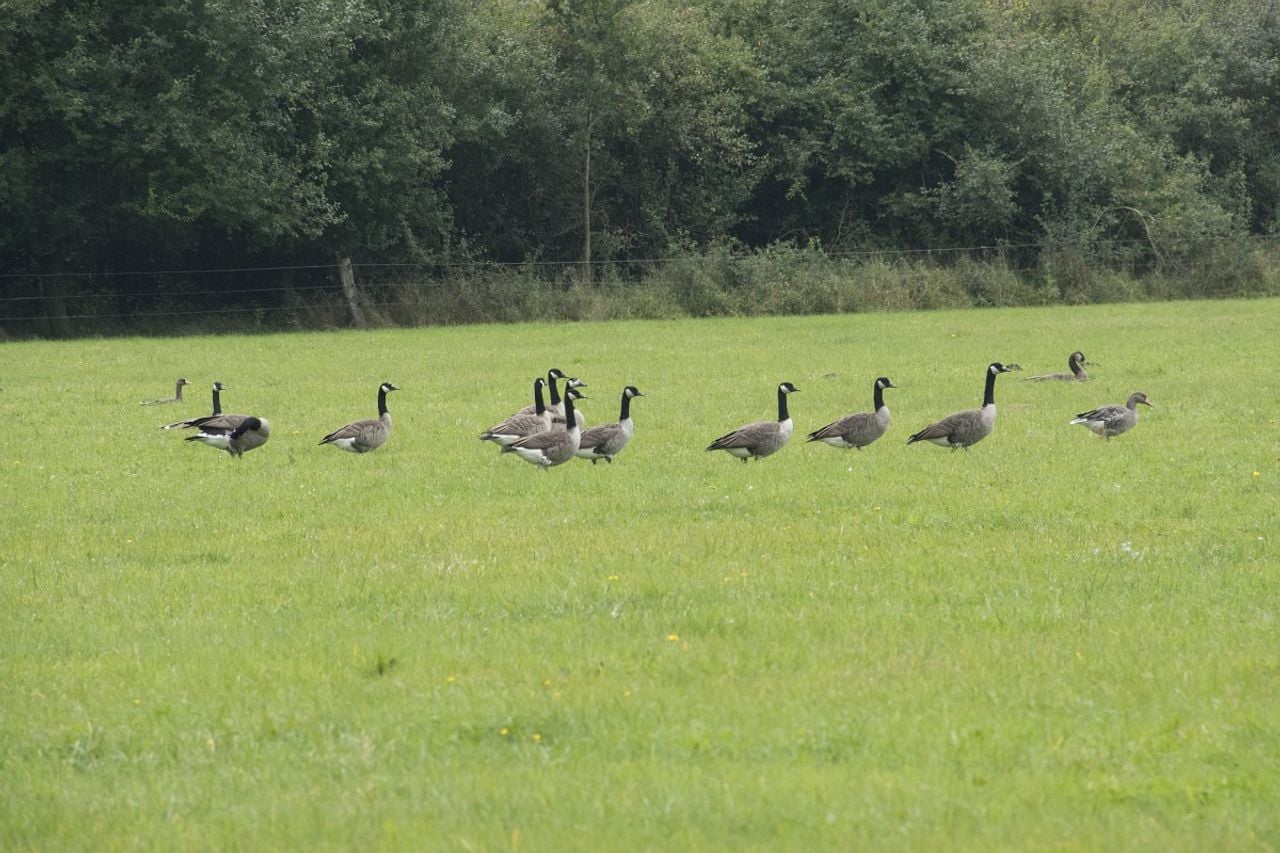 Grote Canadese ganzen (foto: Saxifraga/Willem van Kruijsbergen).