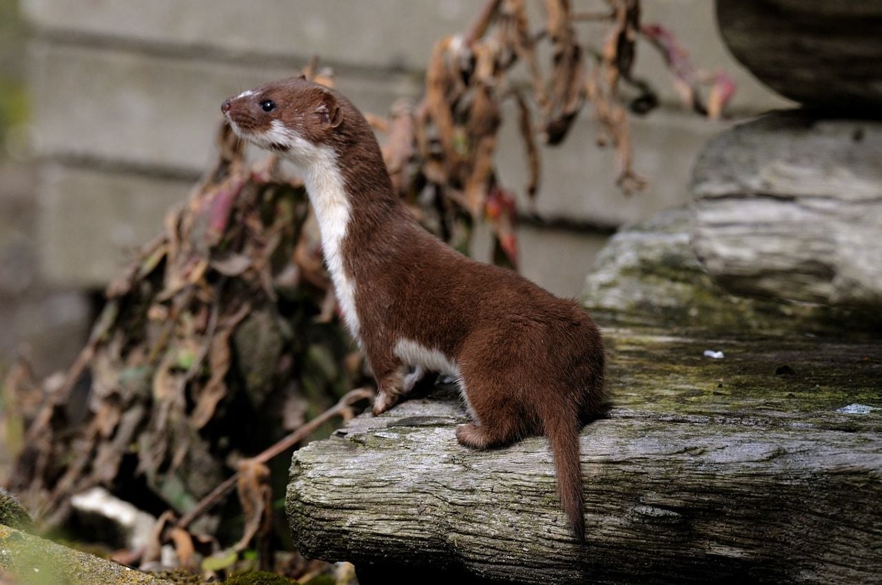Een wezel (foto: Saxifraga/Piet Munsterman).