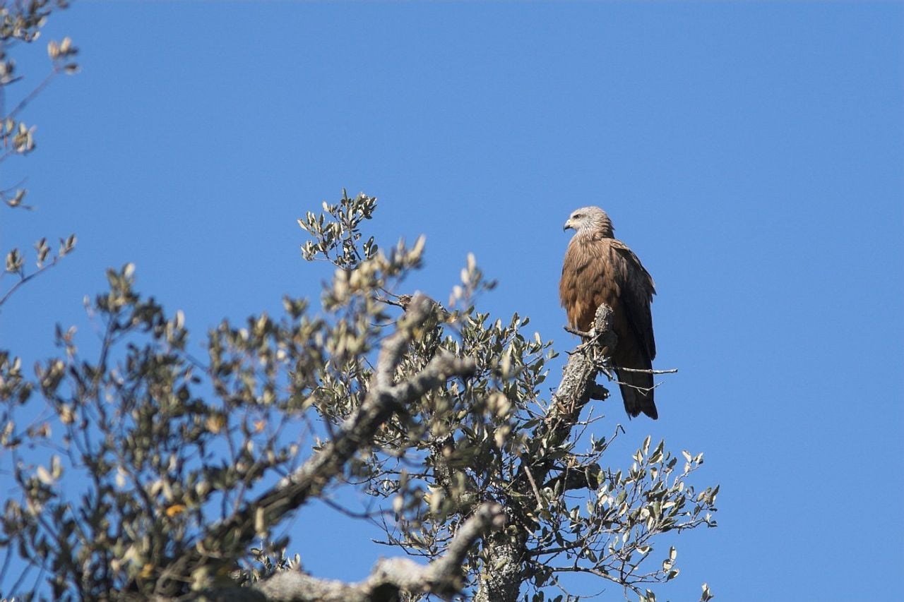 Een zwarte wouw (foto: Saxifraga/Martin Mollet).
