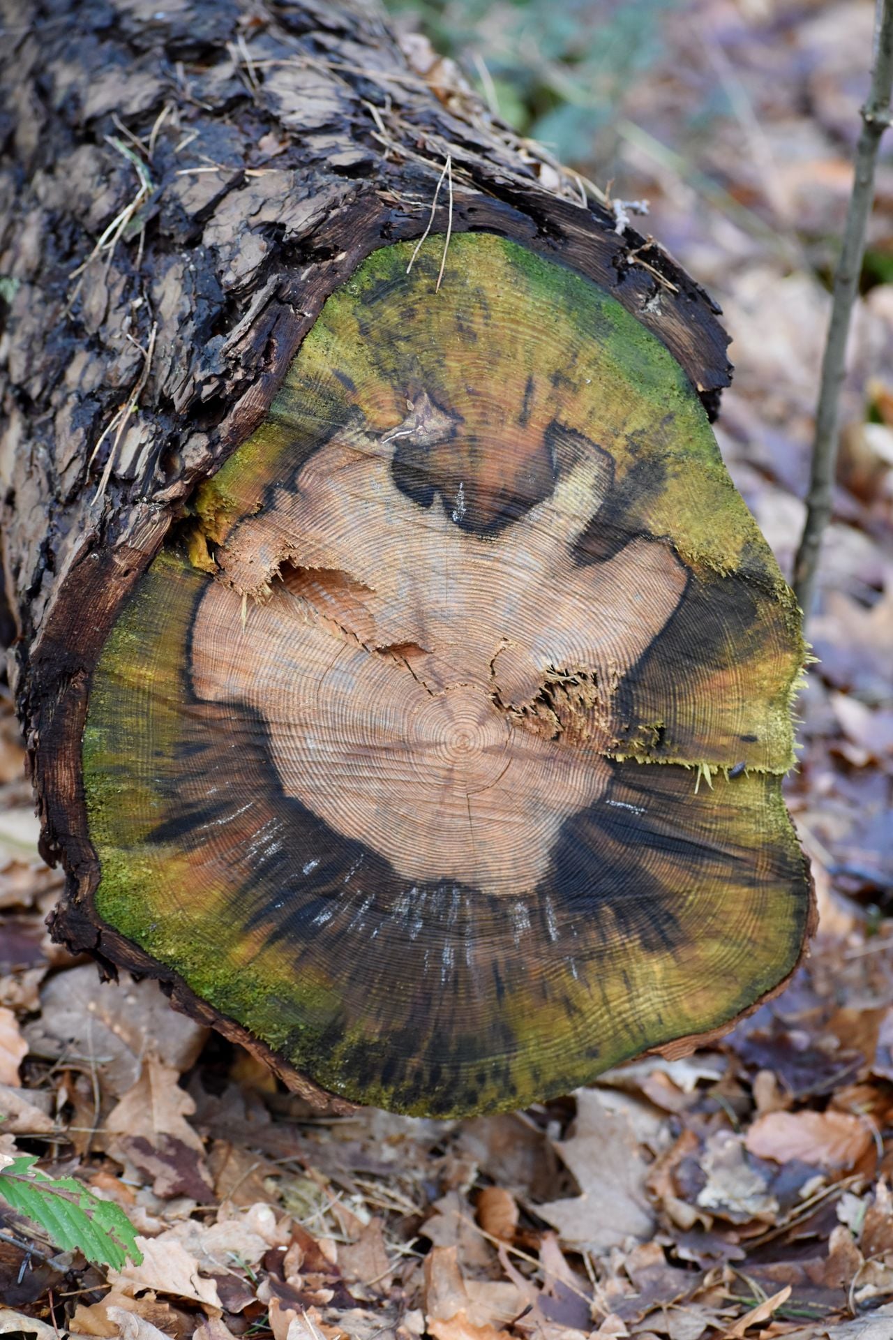 Mooie tekening in een afgezaagde boomstam (foto: Nel Jansen).