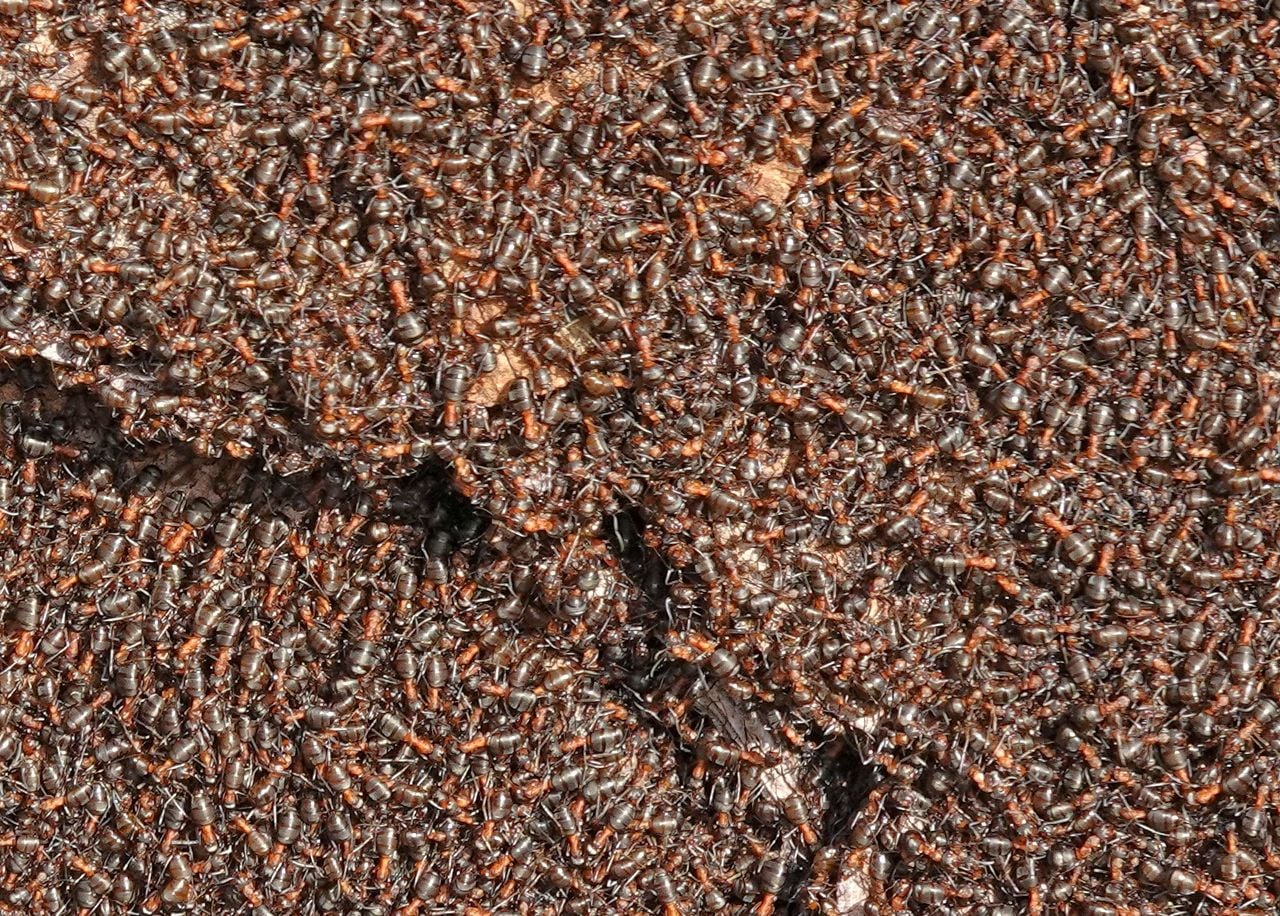 Kale rode bosmieren (foto: Theo Zelen).