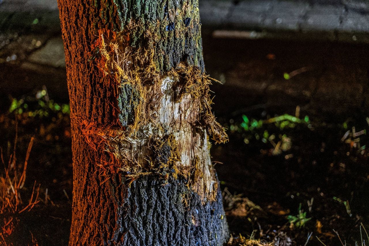 Foto: Lucas Lammers/Persbureau Heitink.