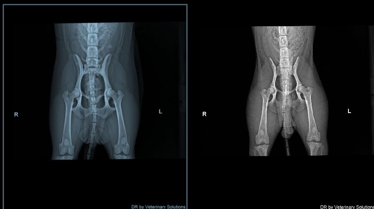 Röntgenfoto's van de veronderstelde ouders van Jipp.