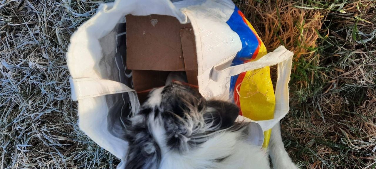 Zo vond Daniëlle de konijnen (foto: Dierenopvang de Maashorst).