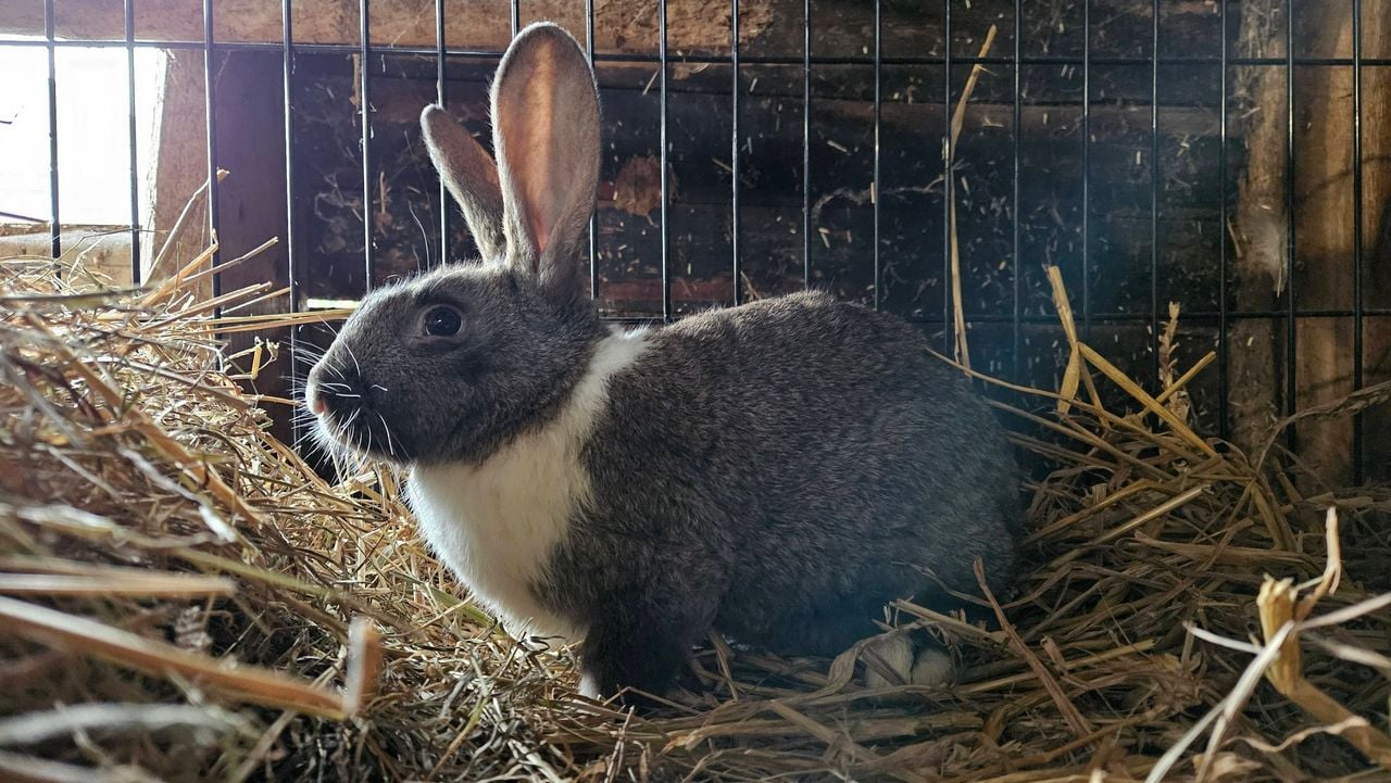De dieren maken het gelukkig weer goed (foto: Daniëlle/Facebook)