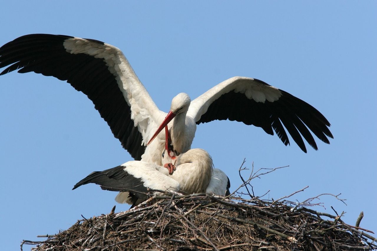 Parende ooievaars (foto: Saxifraga/Jaap Schelvis).
