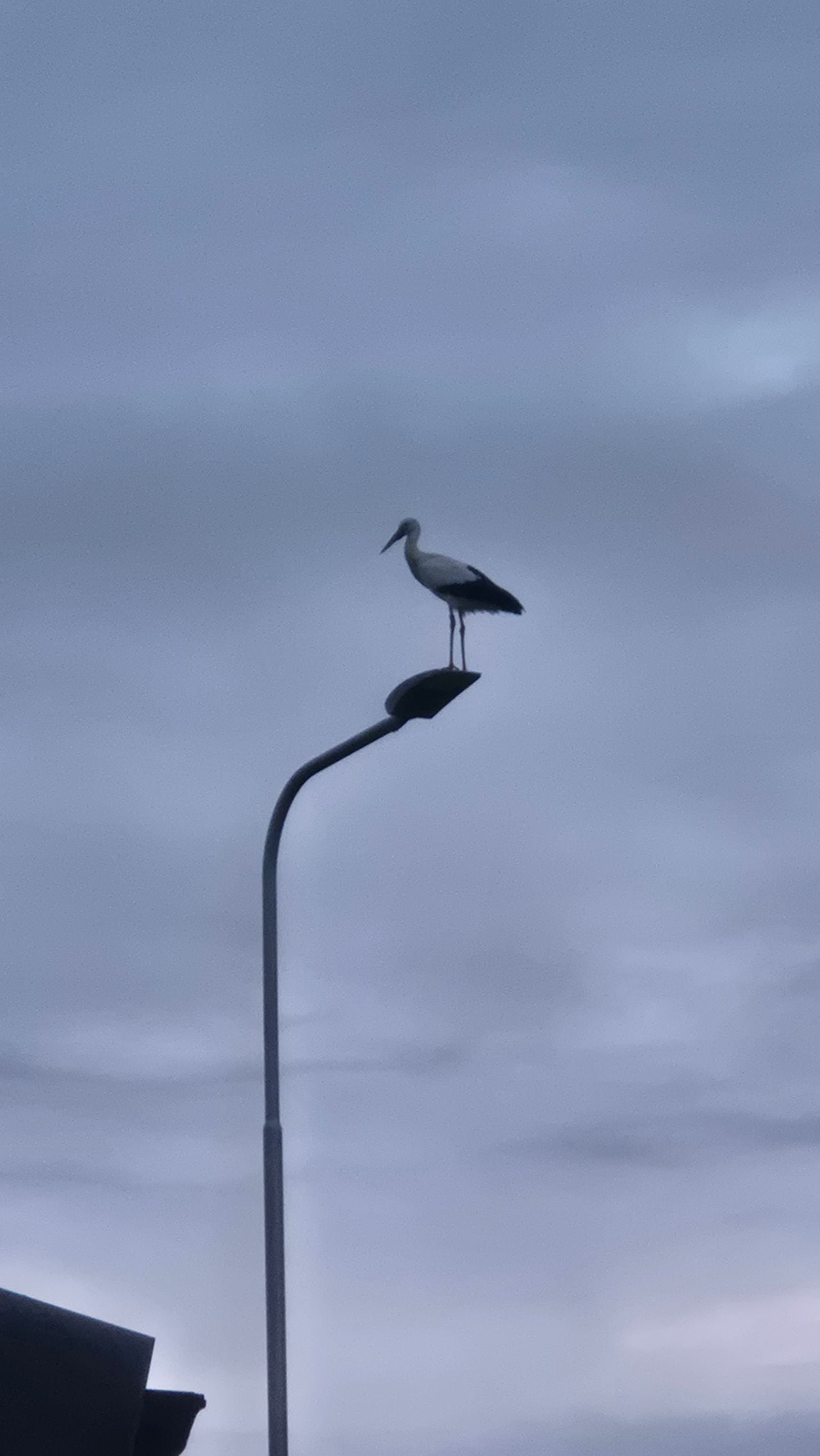Een ooievaar op een lantaarnpaal (foto: Tineke van der Zanden).