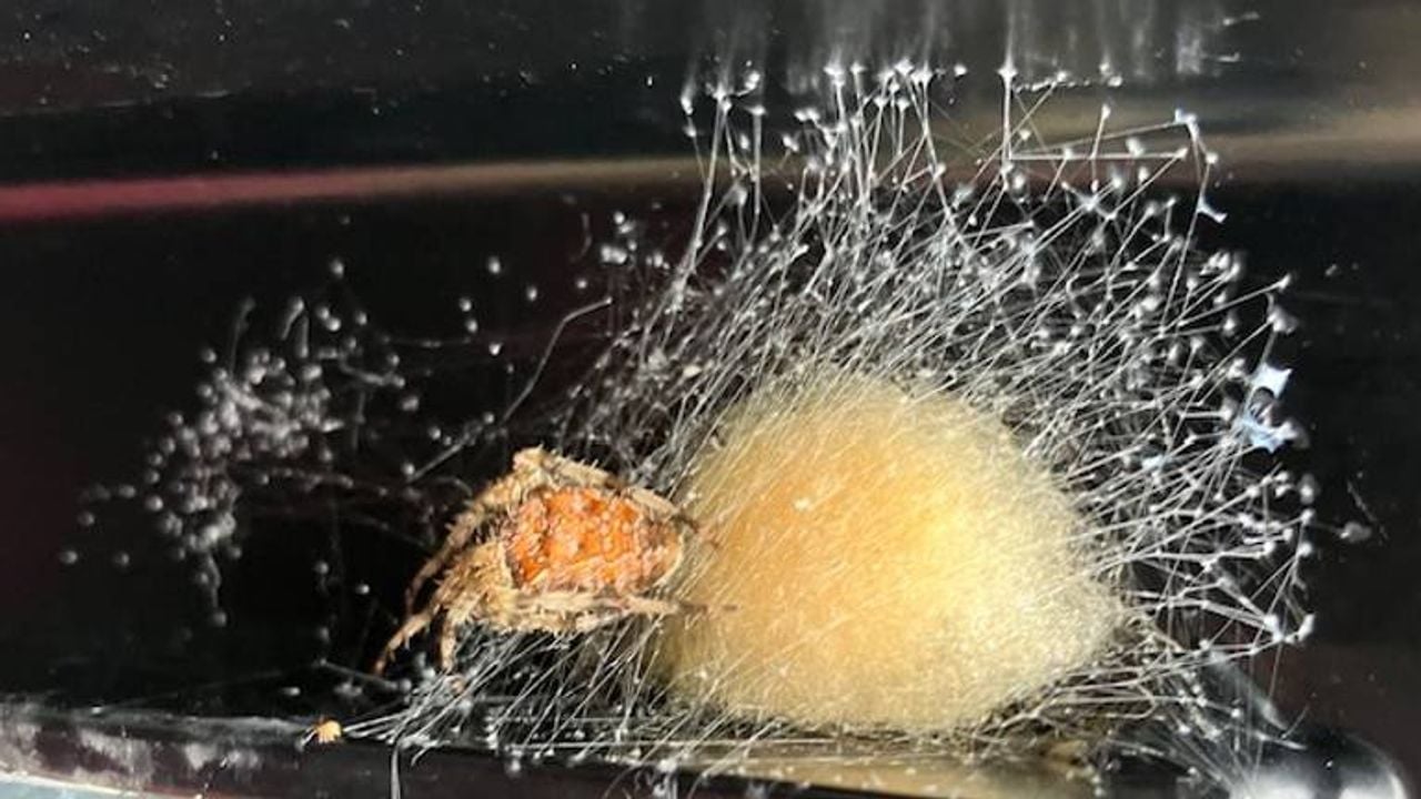 Een kruisspin heeft haar eicocon net klaar (foto: Paula Spruyt).