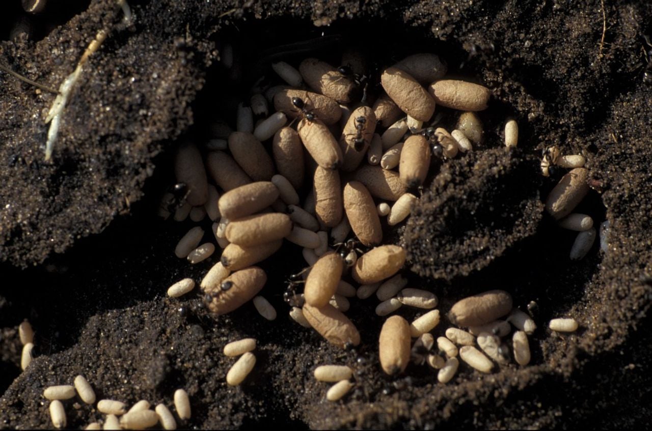 Zwartbruine wegmieren en een nest met cocoons (foto: Saxifraga/Frits Bink).
