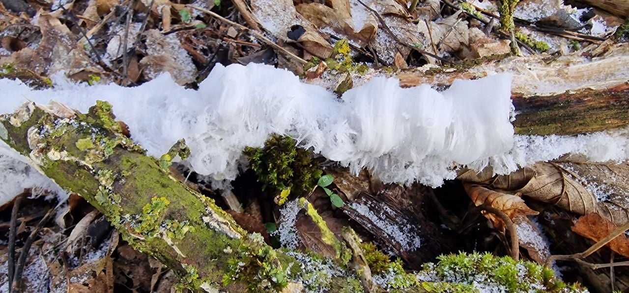 IJshaar ook wel de baard van koning winter genoemd (foto: Jos Smolders).
