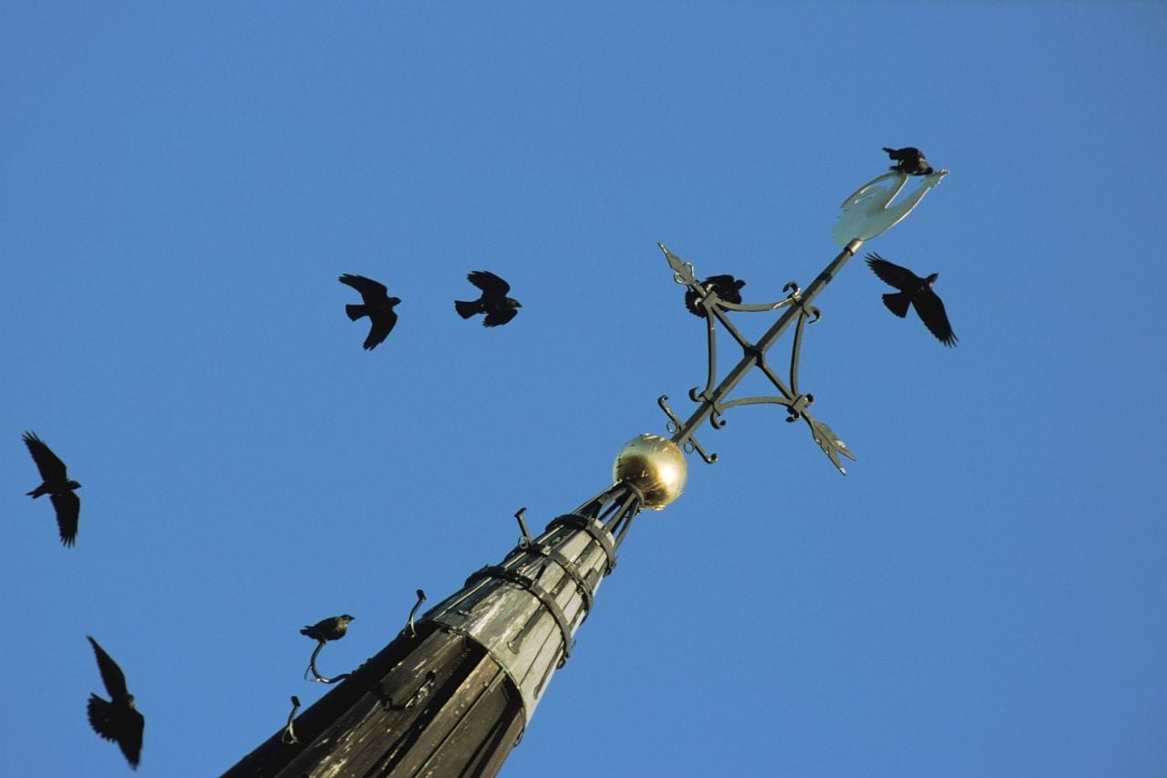 Een groep kauwen (foto: Saxifraga/Piet Munsterman).