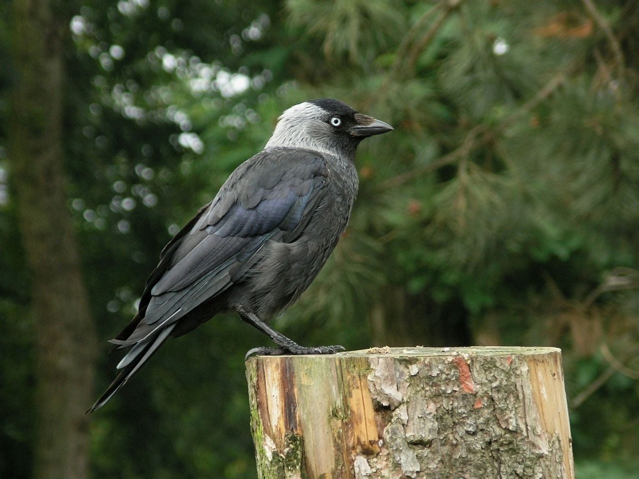 Een kauw (foto: Saxifraga/Hans Dekker).
