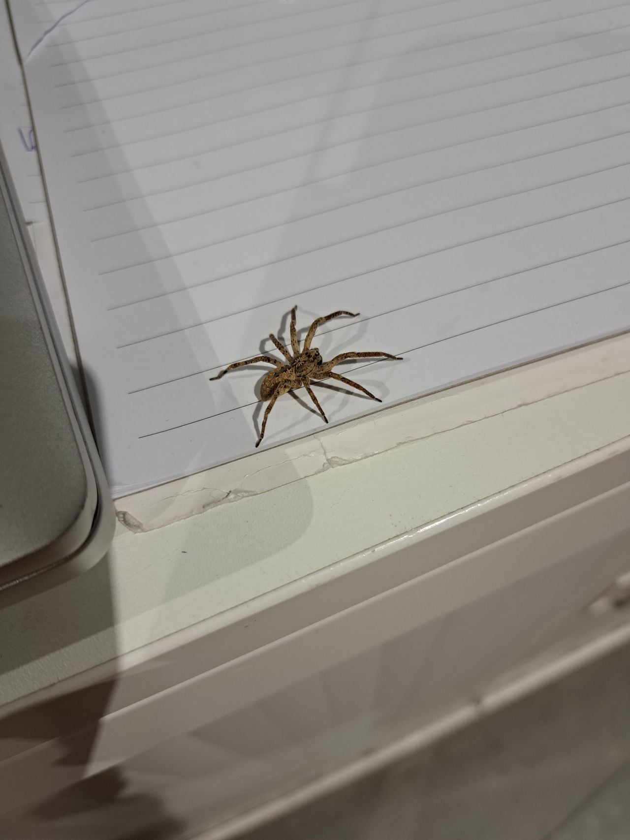 Een valse wolfspin (foto: Kristel de Bruijn).